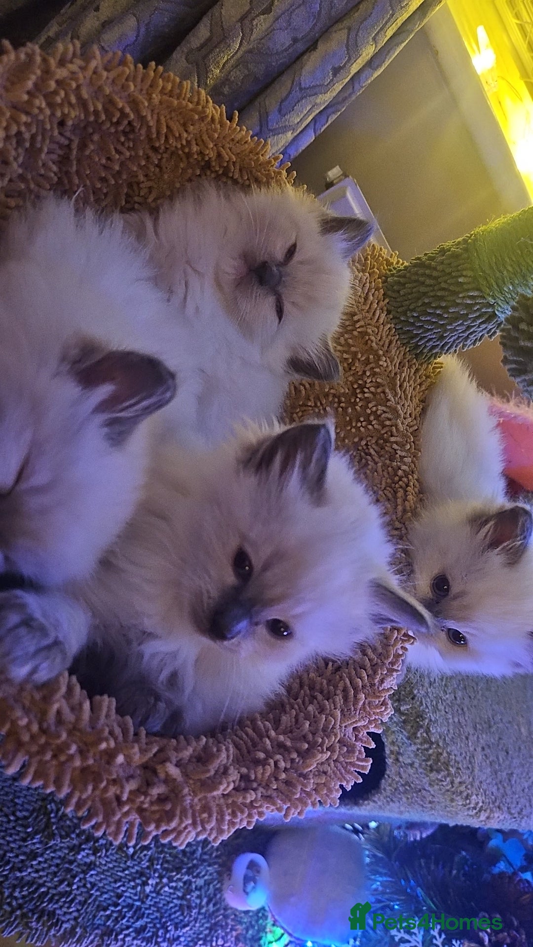 Ragdoll cats for sale: Ragdoll kittens for sale 💞 - Advert 3