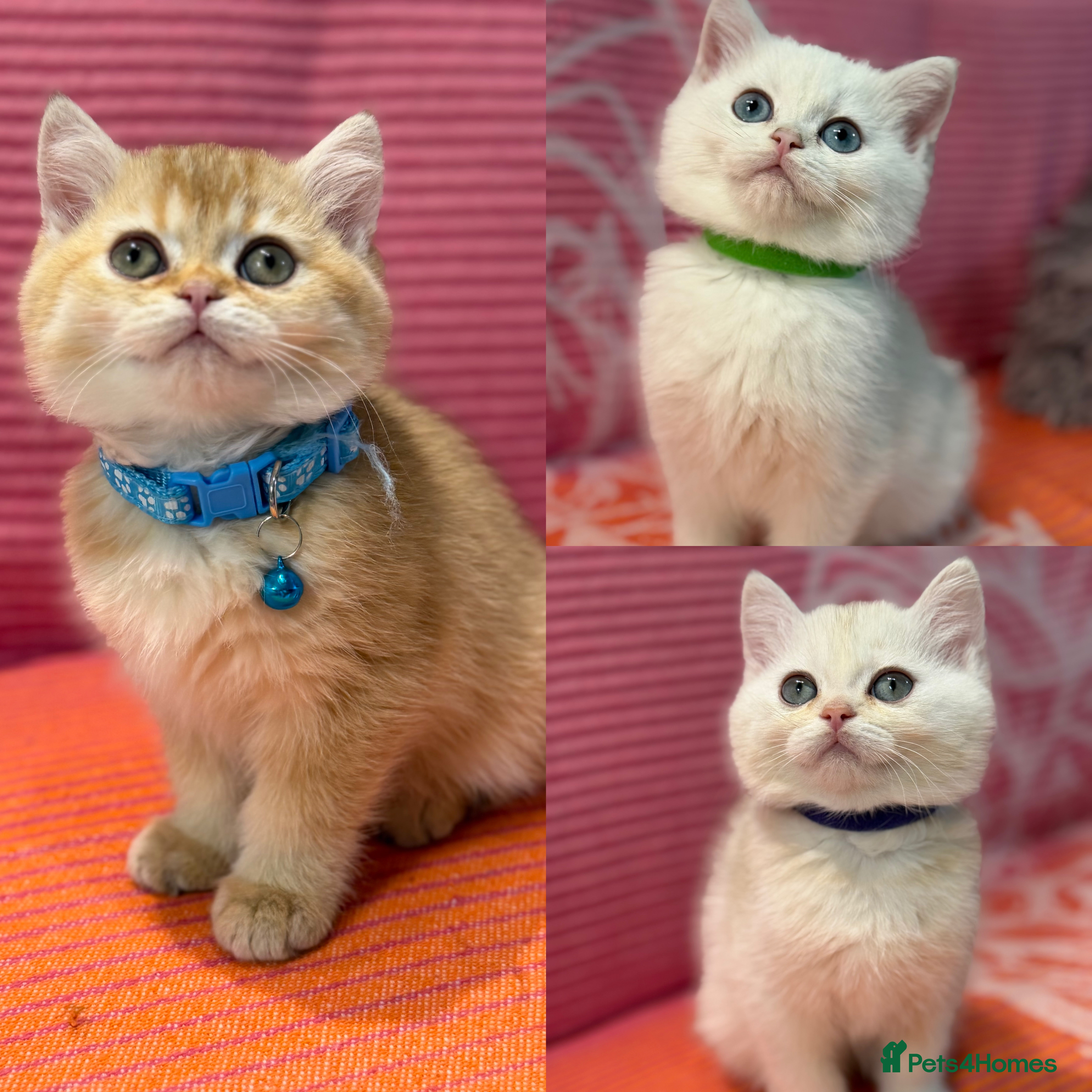 British Shorthair cats British Sh kittens golden GCCF registered  - Advert 13