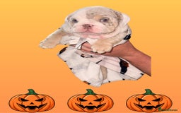 English Bulldog dogs for sale: Romeo & Juliet  - Image 6