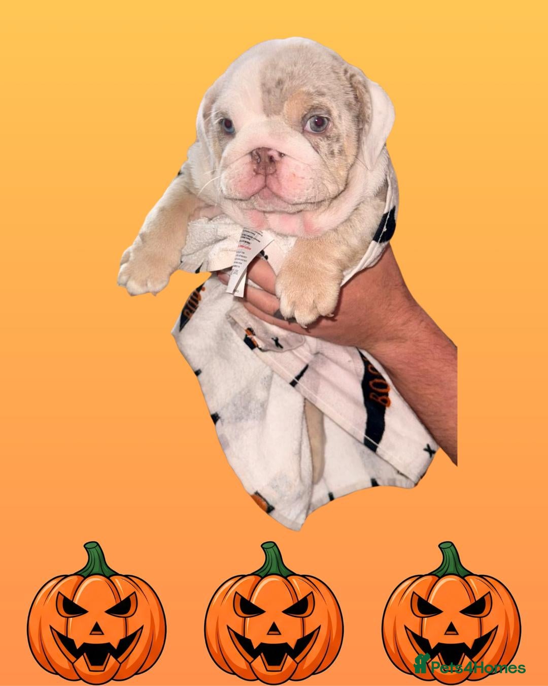 English Bulldog dogs for sale: Romeo & Juliet  - Image 6