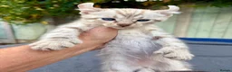 Keetso cats for sale: Awesome litter of polydactyl snow leopard Keetsos  - Advert 6