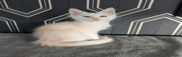 Maine Coon cats for sale: Ready soon beautiful Maine coon males  - Advert 6