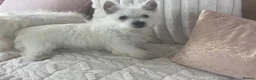 West Highland Terrier dogs for sale: Royal kennel club registered west highland white  - Advert 9