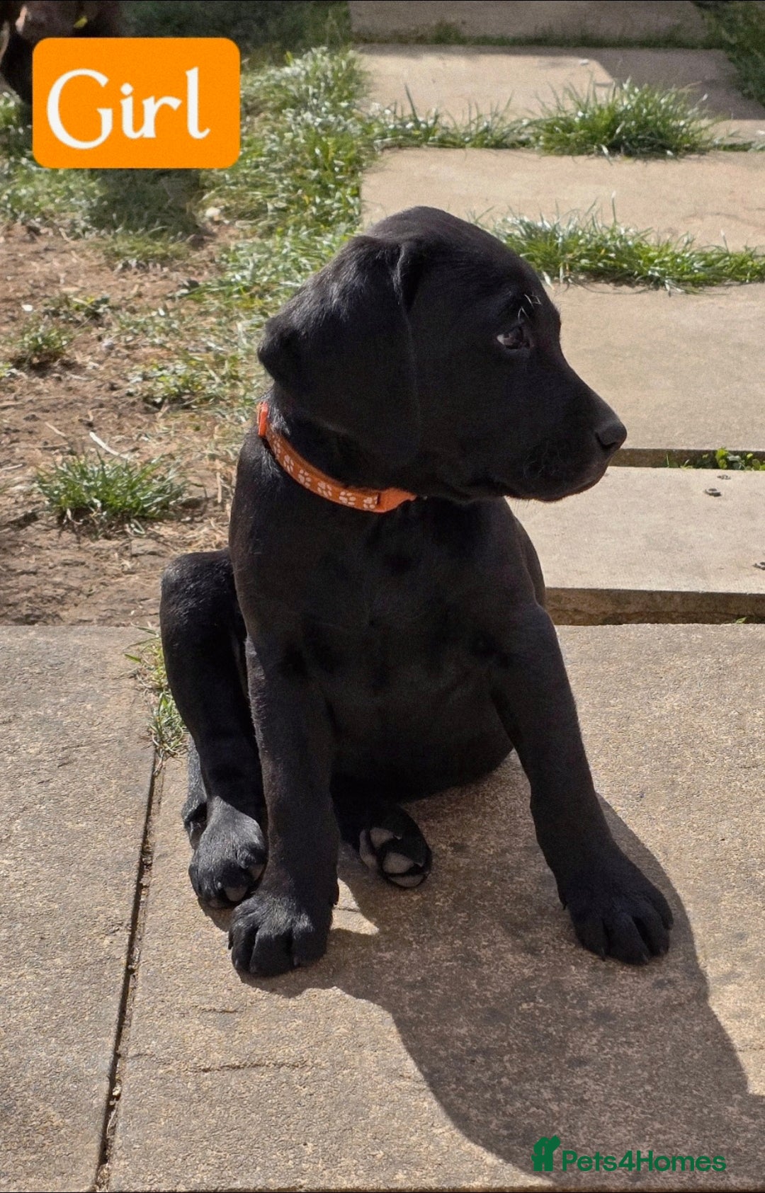Labrador Retriever dogs for sale: Adorable Labrador Retriever Puppies  🐶💛 - Image 9