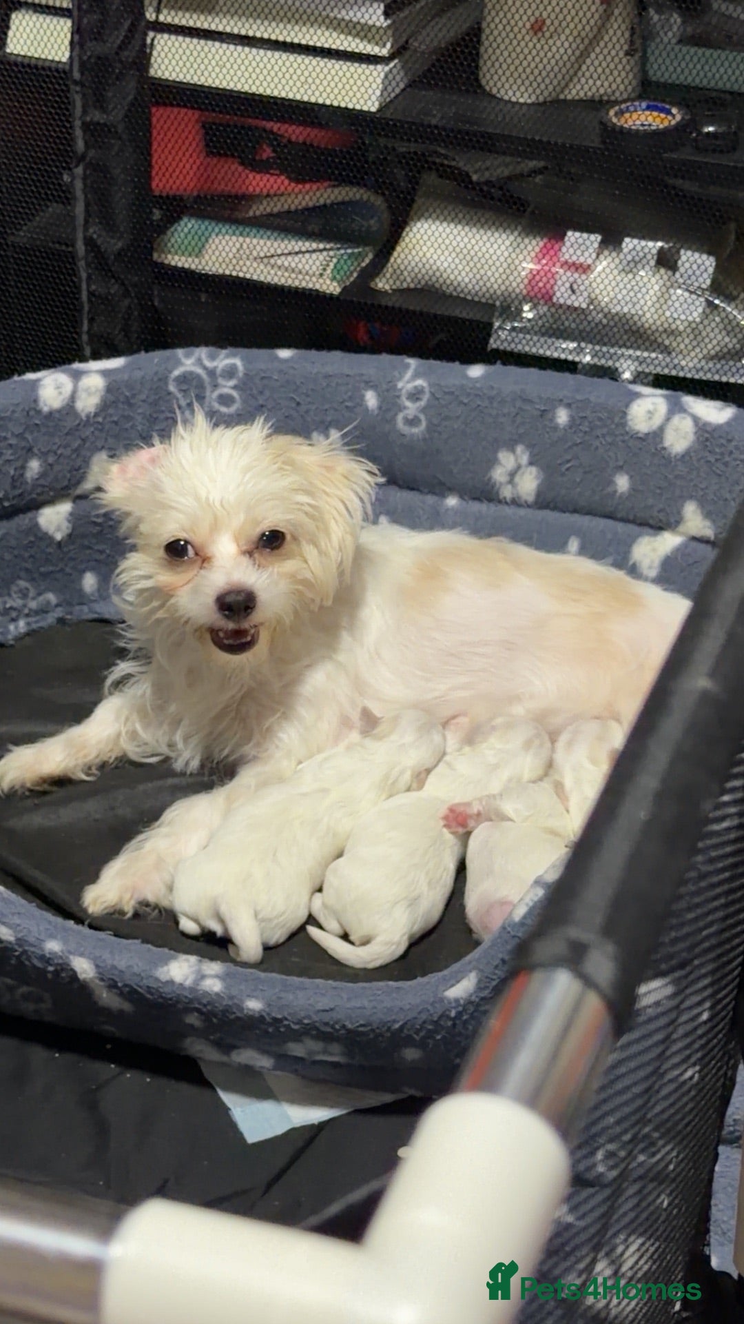 Bichon Frise dogs 4 Bichon Frisé puppies looking for their new home - Advert 1