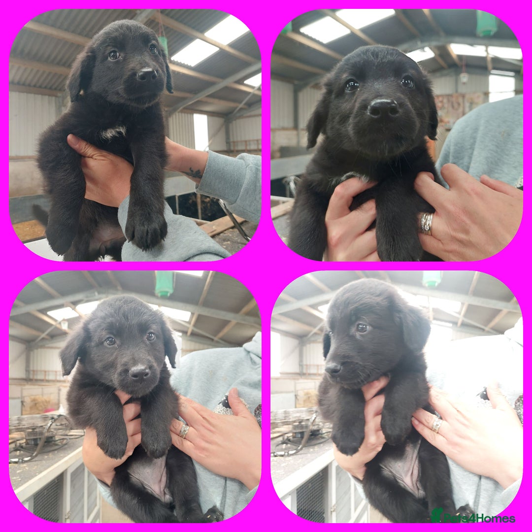 Mixed Breed dogs for sale: Beautiful friendly Labrador x Welsh Collie Puppies - Image 7