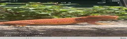 Bearded Dragon reptiles for sale: BeardedDragonsHighContrast HypoMorphsdoubleHetZero - Advert 5