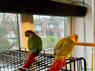 Conures birds Bonding Pair of Conures - Advert 8