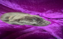 Mixed Breed dogs for sale: Cane Corso × Rottweiler/Bordeaux Puppies All Girls - Image 31