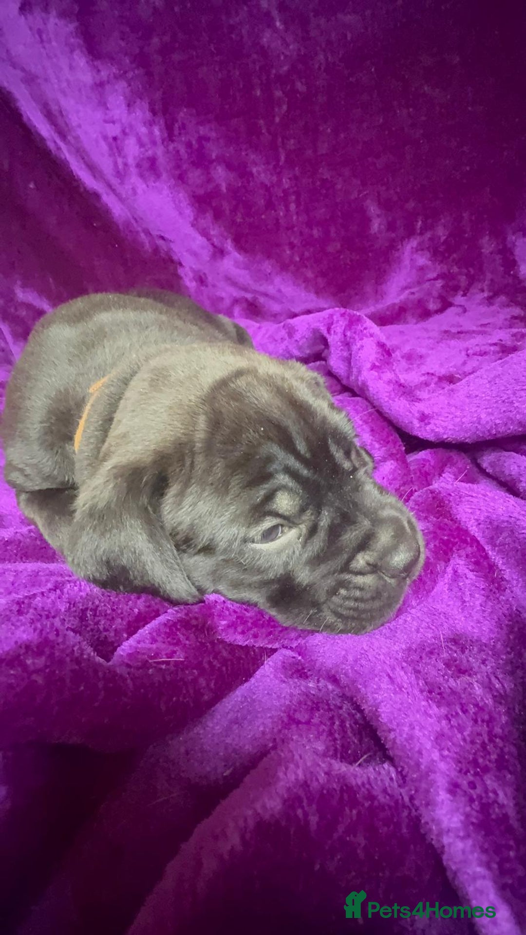 Mixed Breed dogs for sale: Cane Corso × Rottweiler/Bordeaux Puppies All Girls - Image 31