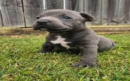 Staffordshire Bull Terrier dogs for sale: ✨ Blue Staffy Bull Terrier Pups Loving & Healthy ✨ - Image 1