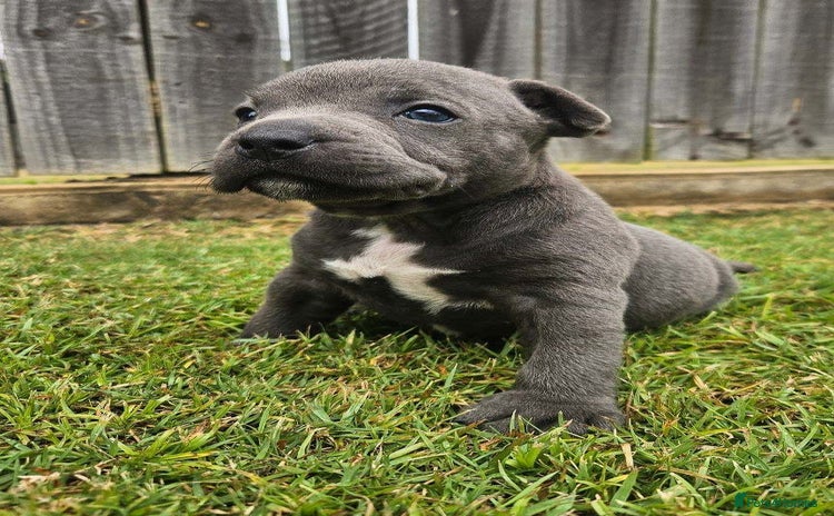 Staffordshire Bull Terrier dogs - Advert 2