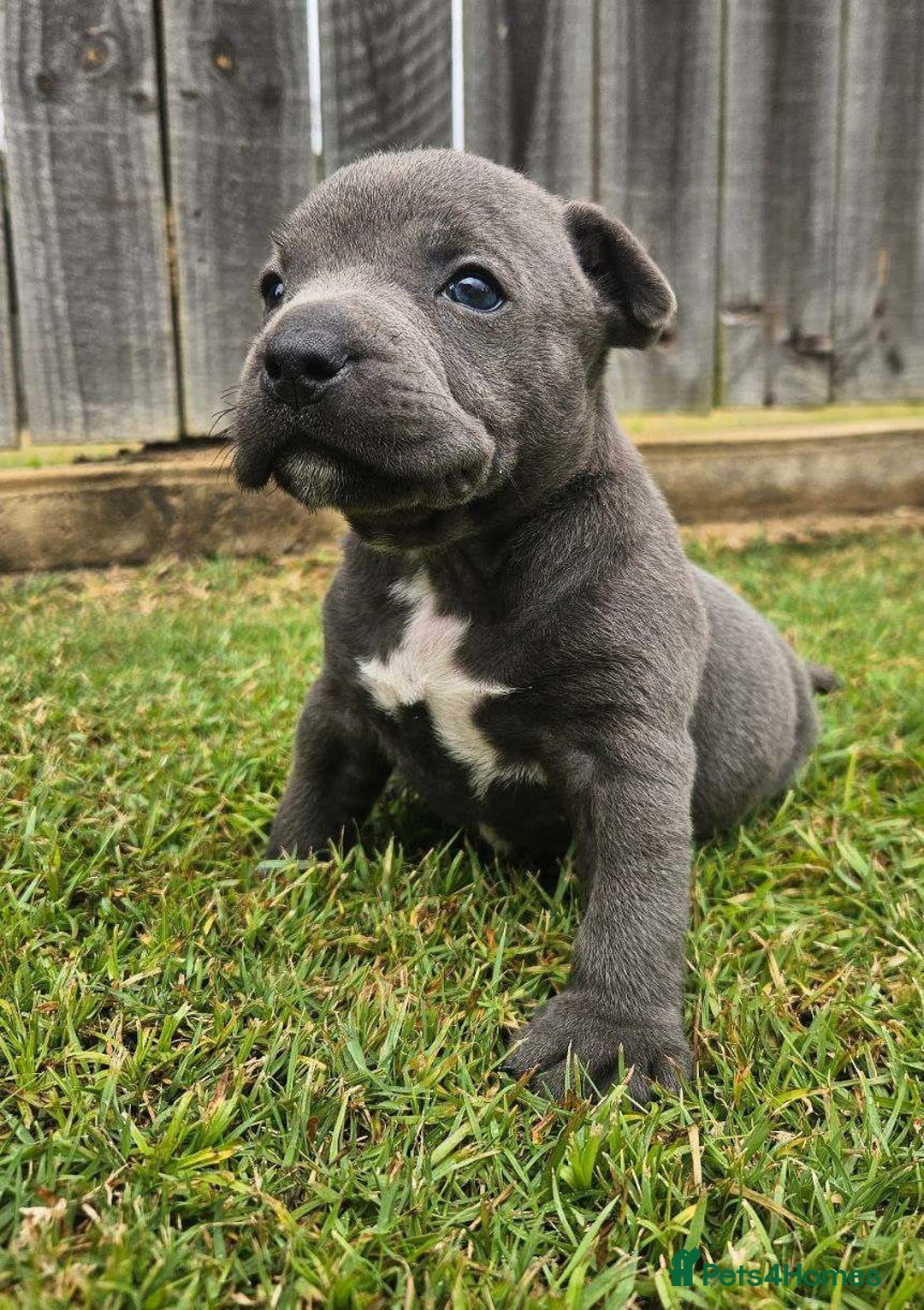 Staffordshire Bull Terrier dogs for sale: ✨ Blue Staffy Bull Terrier Pups Loving & Healthy ✨ - Image 1