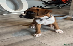 Boxer dogs for sale: READY NOW !!!! 1 GIRl 1 BOY LEFT  - Advert 7