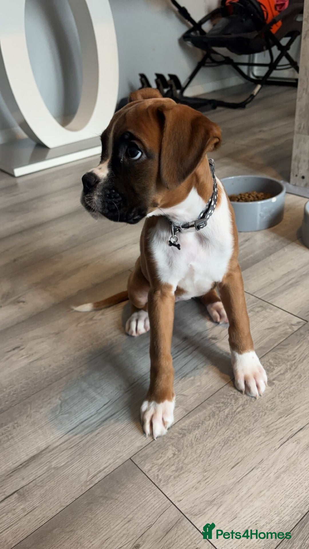 Boxer dogs for sale: READY NOW !!!! 1 GIRl 1 BOY LEFT  - Advert 7