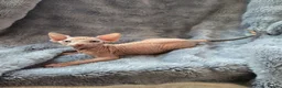 Sphynx cats for sale: Spectacular Sphynx kittens TICA & GCCF  DBE - Advert 5