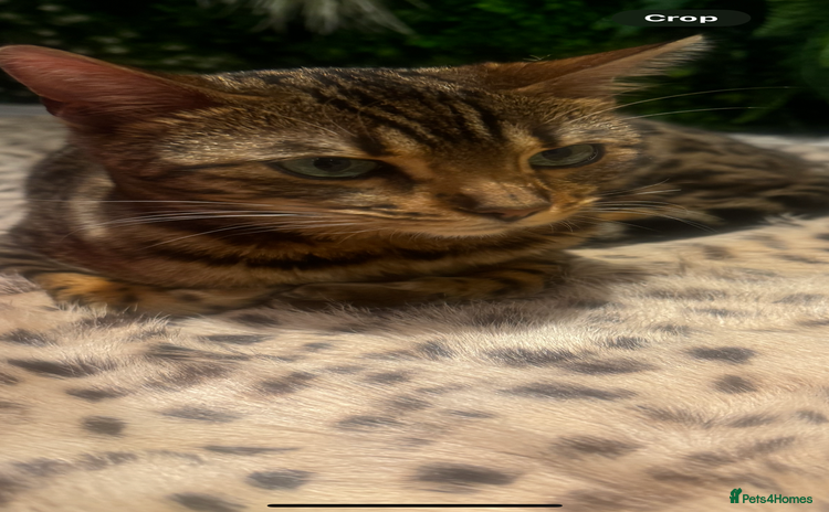 Bengal cats - Advert 2