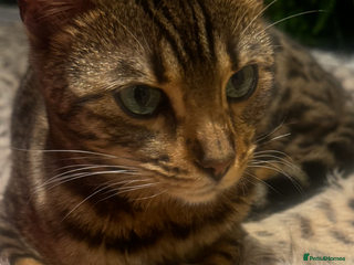 Bengal cats - Advert 21