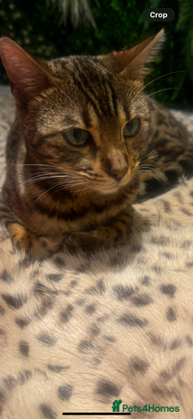 Bengal cats - Advert 3