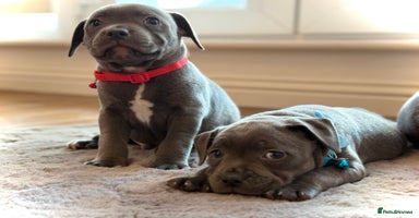 Staffordshire Bull Terrier dogs - Advert 3