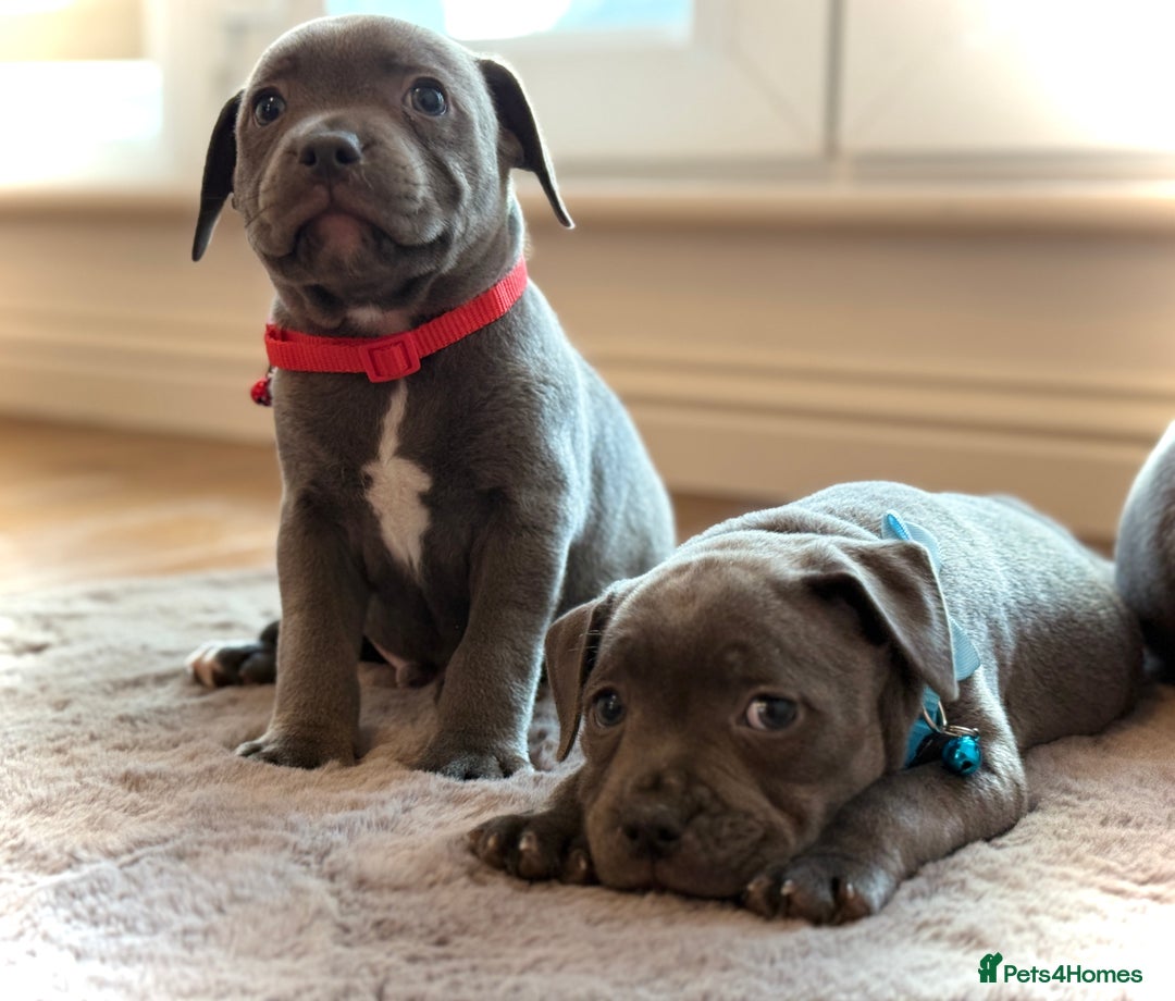 Staffordshire Bull Terrier dogs for sale: Ready for Their Forever Homes Now - Image 3