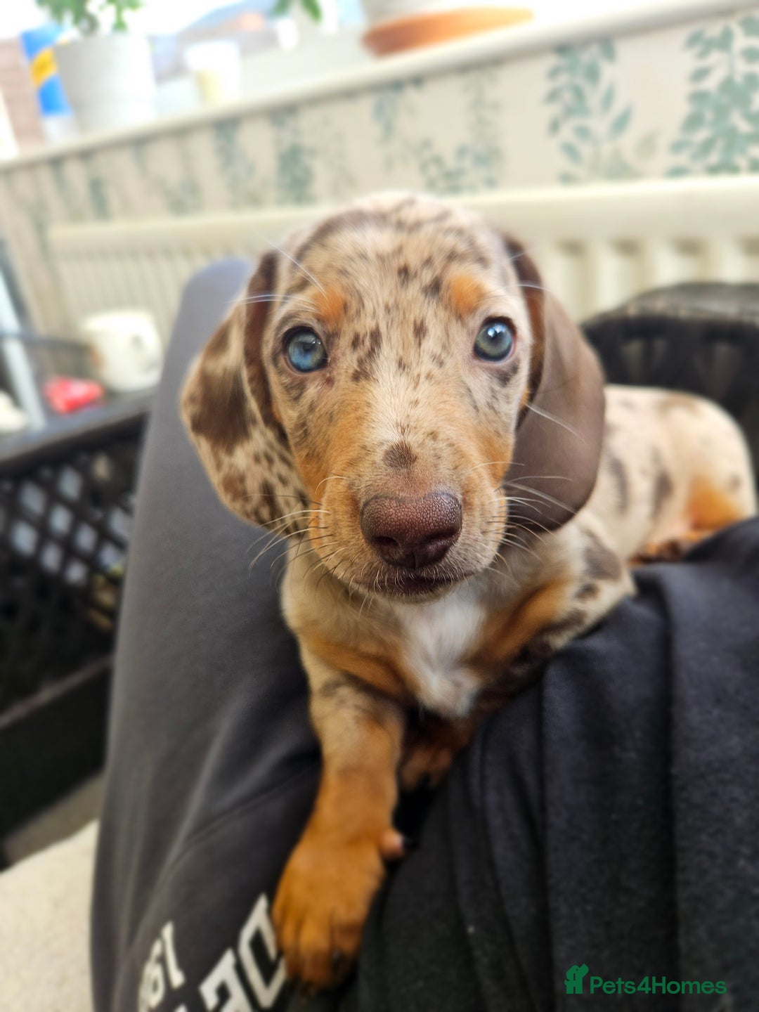 Dachshund dogs for stud: Dapple Daschund Male - Image 3