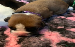 Boxer dogs for sale: KC registered Boxer Puppies - Image 23