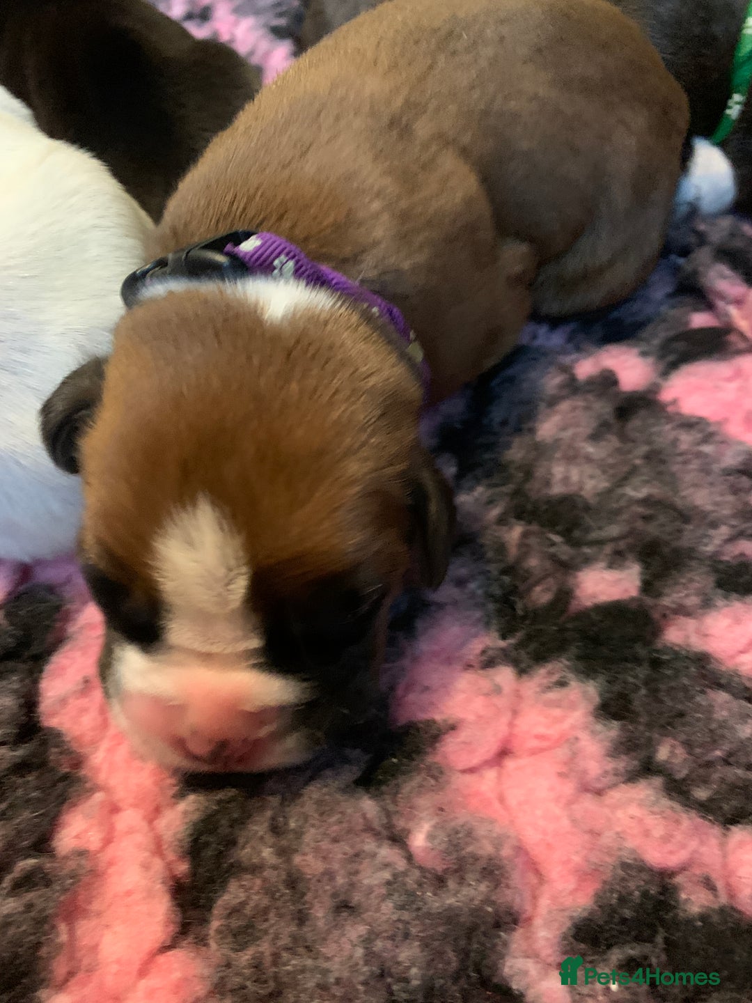 Boxer dogs for sale: KC registered Boxer Puppies - Image 23