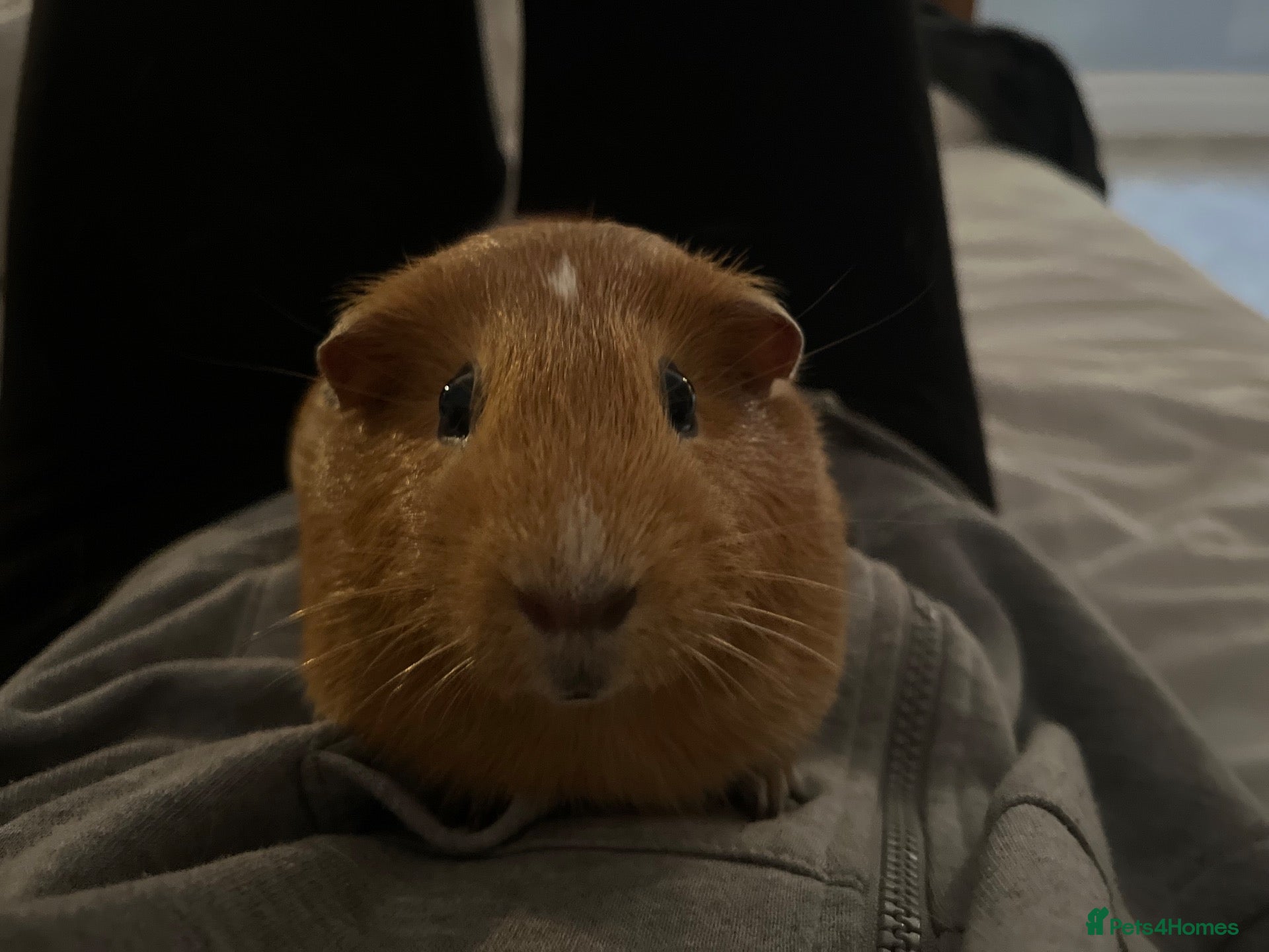 Guinea Pig rodents Two girl guinea pigs so so friendly very loved  - Advert 1