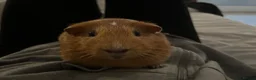 Guinea Pig rodents for sale: Two girl guinea pigs so so friendly very loved  - Advert 1