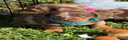 Miniature Dachshund dogs for sale: Miniature dachshund puppies  in Carmarthen - Advert 8