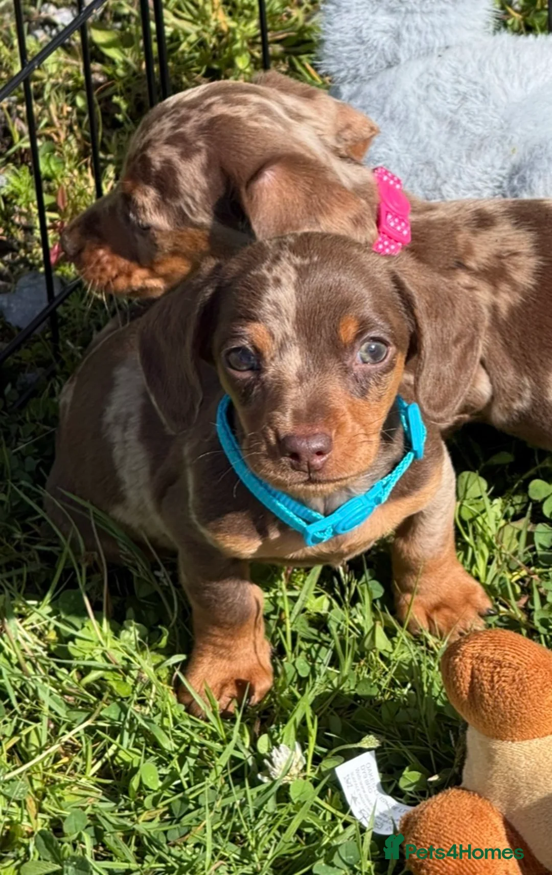 Miniature Dachshund dogs for sale: Miniature dachshund puppies  - Advert 9