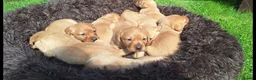 Labrador Retriever dogs for sale: Fox redlabrador puppies  - Advert 6