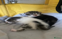 British Shorthair cats for sale: 4 kittens for sale  - Image 5