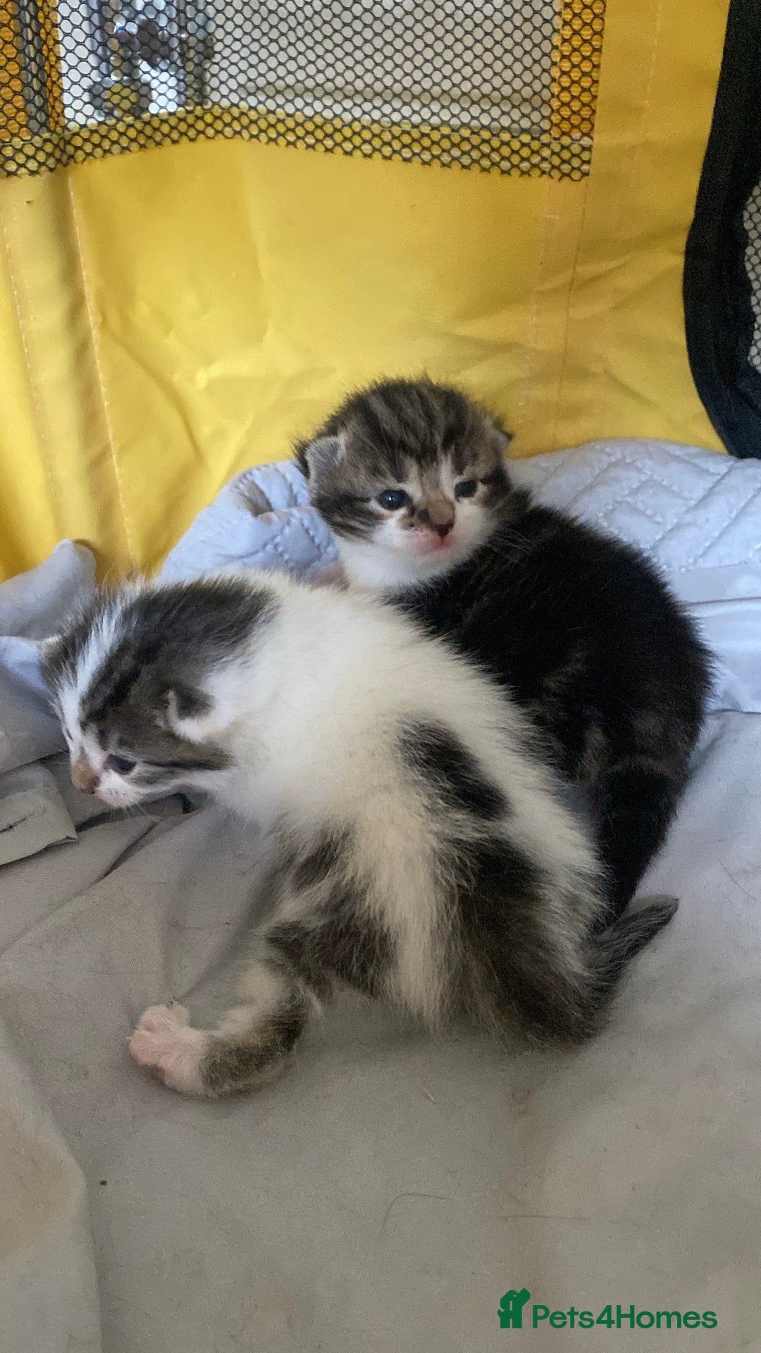 British Shorthair cats for sale: 4 kittens for sale  - Image 5