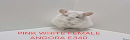 Chinchilla rodents for sale: STUNNING BABIES CHINCHILLA MIX COLOURS AND GENDER  - Advert 12