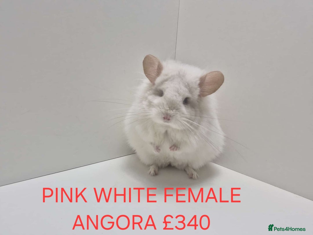 Chinchilla rodents for sale: STUNNING BABIES CHINCHILLA MIX COLOURS AND GENDER  - Advert 12
