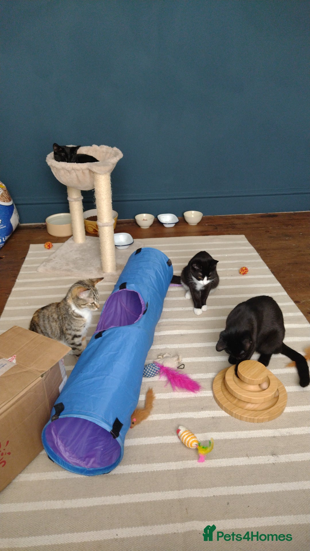 Domestic Shorthair cats for adoption: Lily & Boo, 5 month old kittens  - Image 6