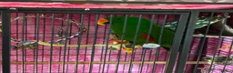 Parrots birds for sale: Electus male in Nottingham - Advert 1