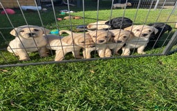 Labrador Retriever dogs for sale: Labrador retriever - Image 11