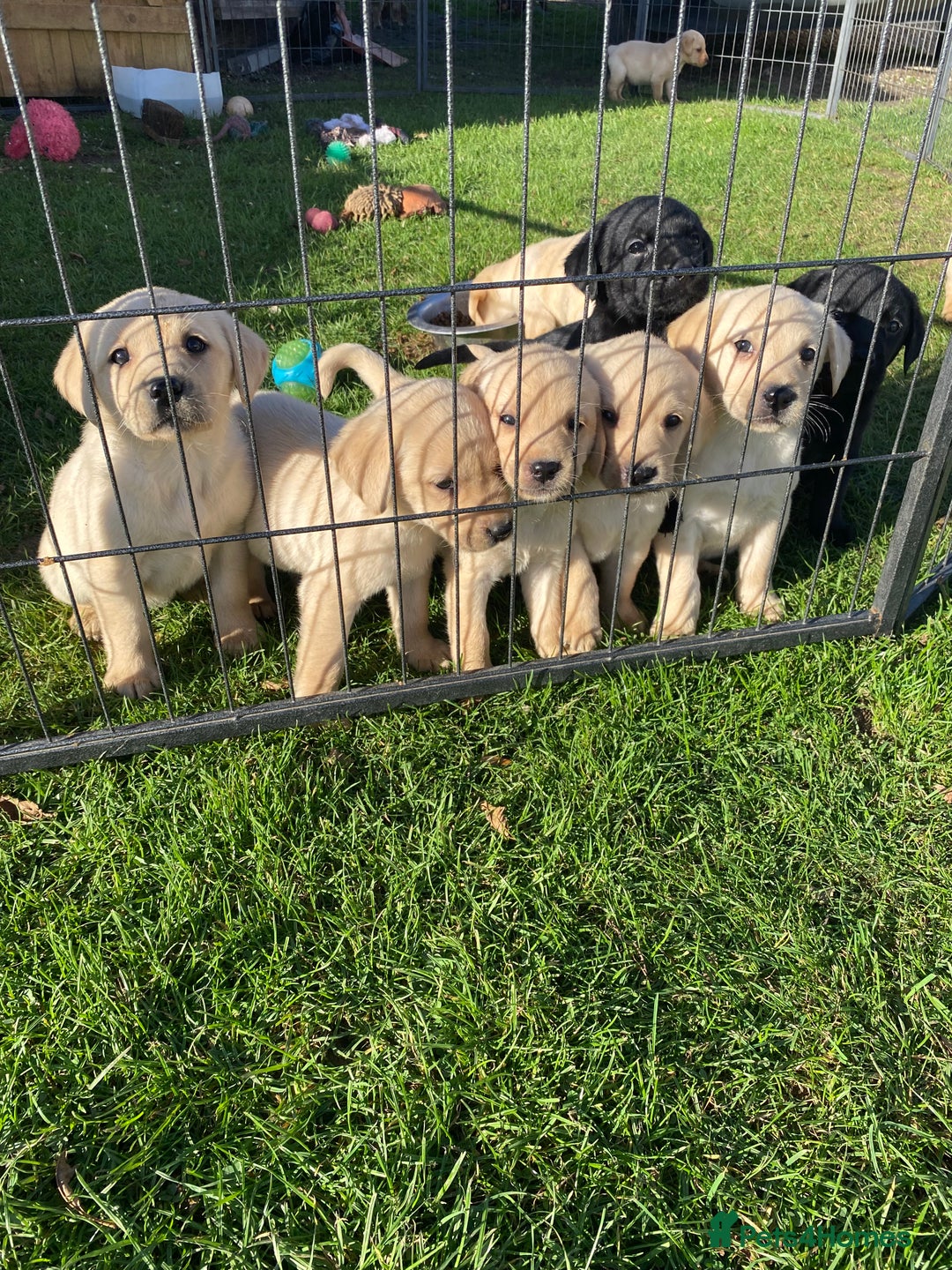 Labrador Retriever dogs for sale: Labrador retriever - Image 11