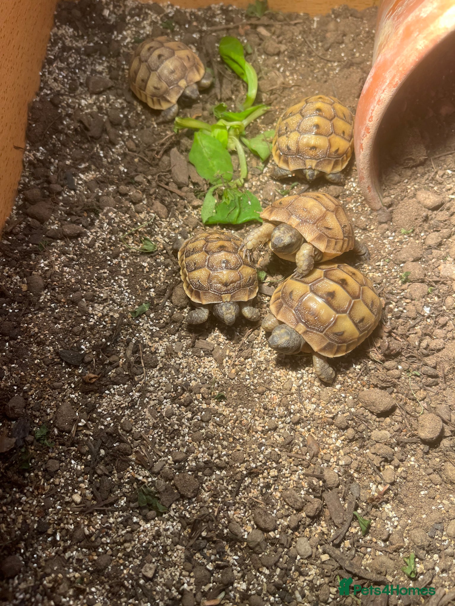 Tortoise reptiles Spur Thigh hatchlings  - Advert 7