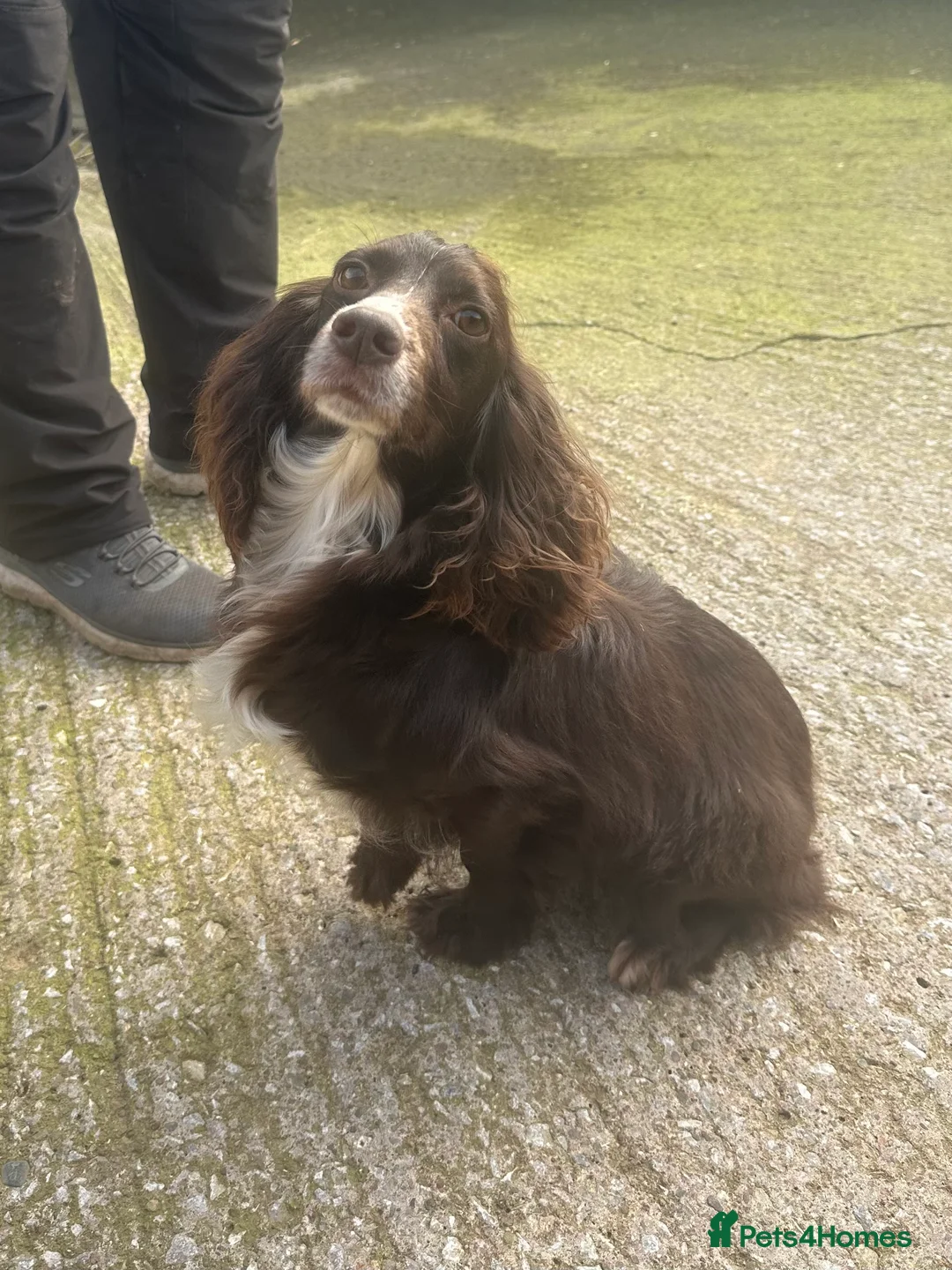 Cocker Spaniel dogs for sale: Working cocker spaniel puppies in Wigton - Advert 2
