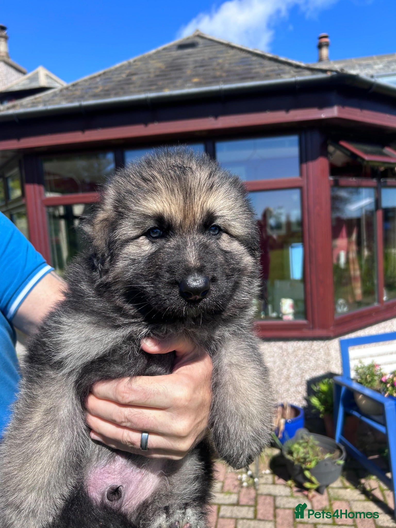 German Shepherd dogs Gorgeous German Shepherd Puppies - Advert 2