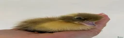 Ducks poultry for sale: Day old runner ducklings  - Advert 2
