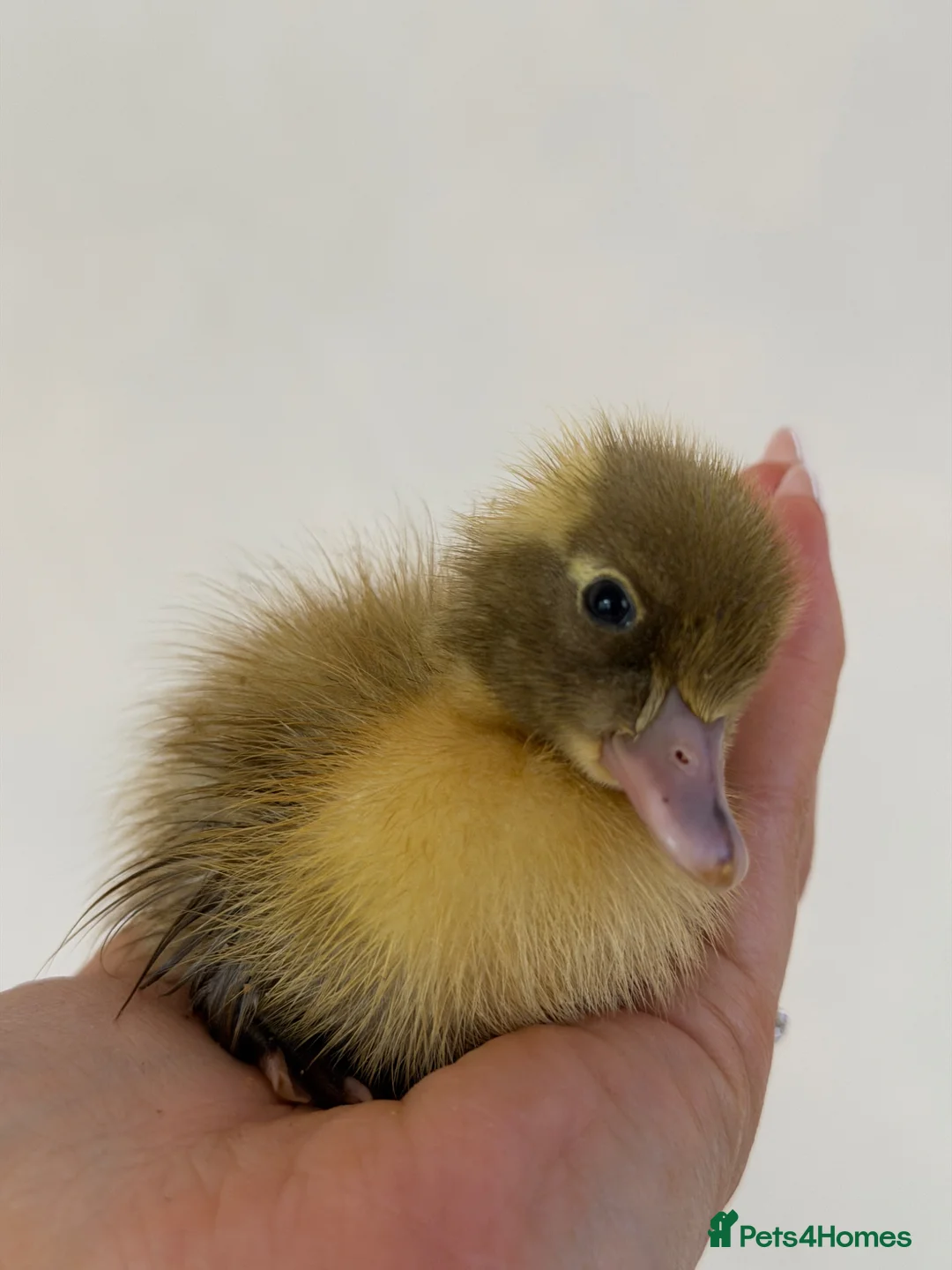 Ducks poultry for sale: Day old runner ducklings  - Advert 2