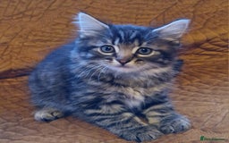 Domestic Shorthair cats for sale: Adorable Kittens Ready for Their Forever Homes - Advert 10