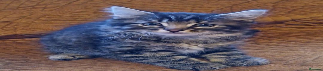 Domestic Shorthair Kitten 4