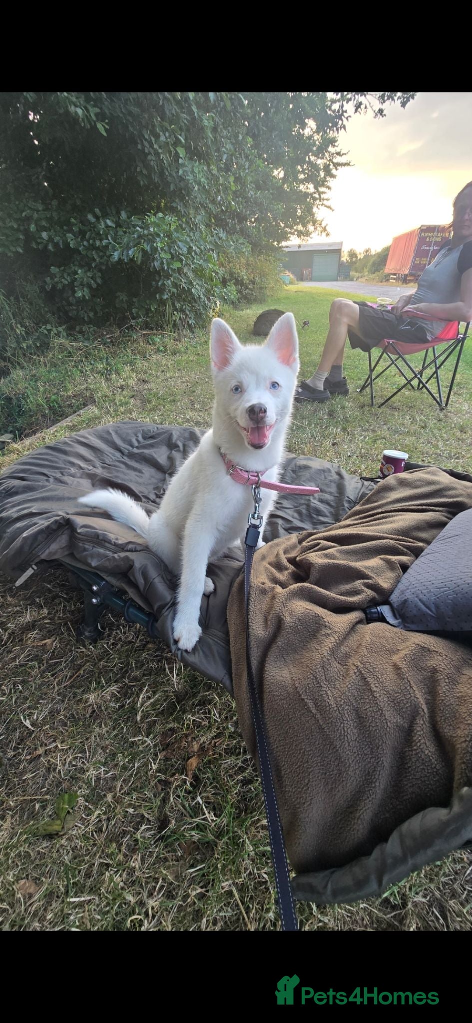 Pomsky dogs 4 and a half month old pomsky pup for sale - Advert 1