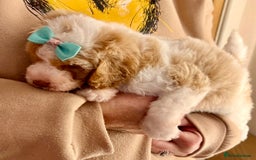Cavapoo dogs for sale: TOY Fluffy Cavapoo’s From Health Tested Parents - Image 23
